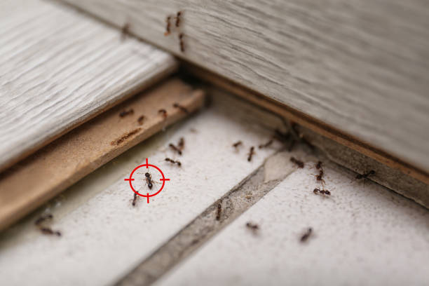 Best Pest Inspection Near Me  in Millersburg, OR