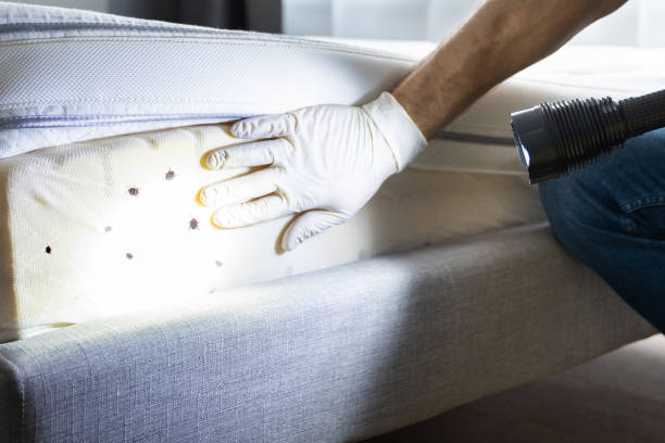 Best Affordable Pest Control Services  in Millersburg, OR